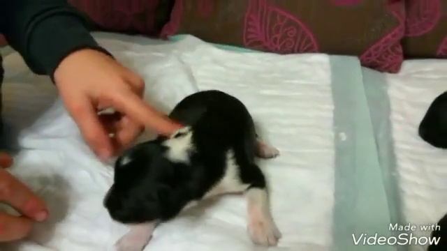 5-дневные щенки русского спаниеля смотреть онлайн