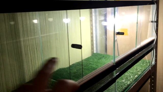 КАКОЙ ТЕРРАРИУМ ПОДОЙДЕТ ДЛЯ ПАРЫ ЭУБЛЕФАРОВ /НОВЫЕ ТЕРРАРИУМЫ ДЛЯ РЕПТИЛИЙ /СЕЗОН РАЗМНОЖЕНИЯ смотреть онлайн