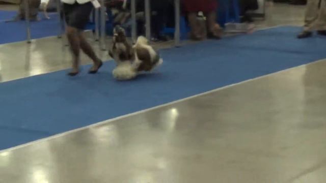 Россия, 19.10.2013.. класс кобели юниоры смотреть онлайн