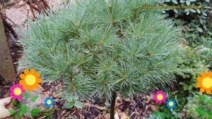 Сосна веймутова Онтарио. Краткий обзор, описание характеристик, где купить pinus strobus Ontario