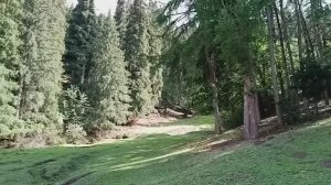 Джеты-Огузский лес, Киргизия.