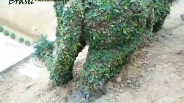 Leão смотреть онлайн