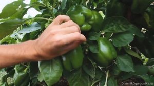 Перец сладкий — Калифорнийское чудо