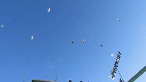 николаевские голуби п зимовники ростовская обл.