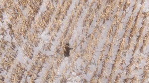 Охота на кабана 2023 #снято с птичьего полета