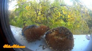 Как привлечь птиц на кормушку в новом месте.