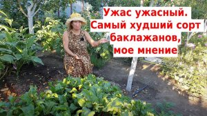 УЖАС УЖАСНЫЙ ❗ Ни когда не сажайте этот баклажан