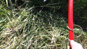 Mowing the grass with a sickle ? Кошение травы серпом