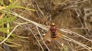 Осы и пчёлы. Роющие. Hymenoptera