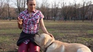 Зачем нужно обучать собаку трюкам