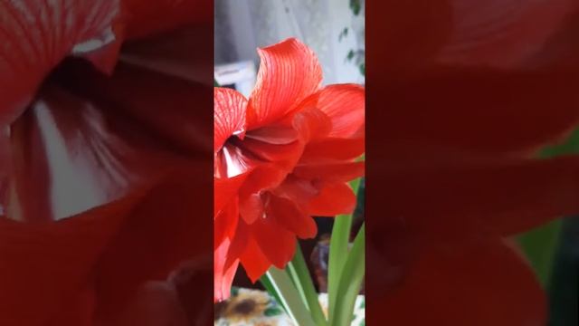 о4.о8.2022 год. АМАРИЛЛИС. РЕД НИМФ. смотреть онлайн