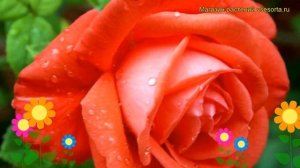 Роза чайно-гибридная Тропикана. Краткий обзор, описание характеристик, где купить саженцы Tropicana