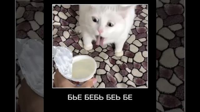 Алё ахахаха?