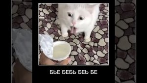 Алё, ахахаха?