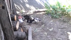 Гусь-утка, которые мы купили месяц назад.