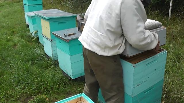 удаляю пчёл из магазинов в ненастье смотреть онлайн