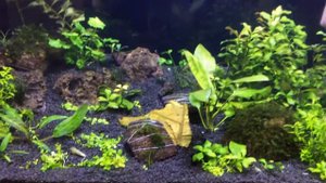 Фильтрация в креветочнике