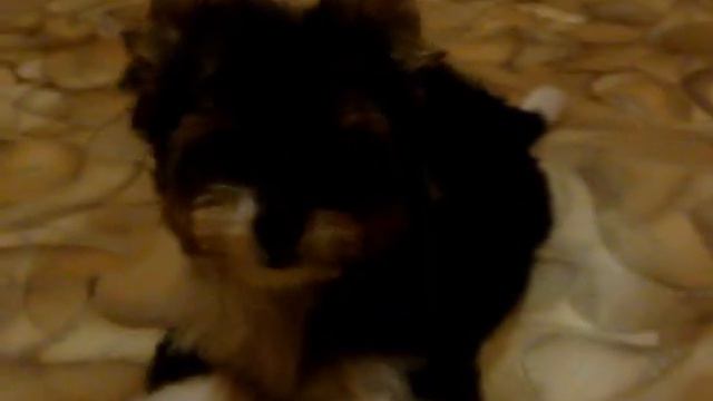 Бивер йорк - девочка в продаже. смотреть онлайн