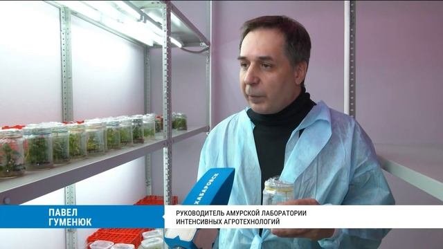 Группа хабаровских энтузиастов создаст в ДФО промышленные ягодные плантации