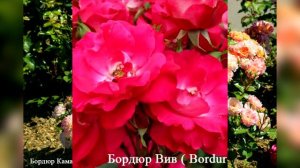 Розы серии "Бордюр" от Дельбар (Delbard). Низкорослые, обильные флорибунды для переднего плана.