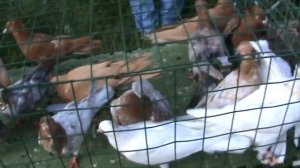 Ярмарка голубей г. Славянск-на-Кубани 20.06.2021г. 1часть