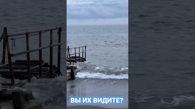 Это АКУЛЫ? Акулы В ЧЕРНОМ МОРЕ СОЧИ АДЛЕР или дельфины?!