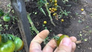 Томат ЗЕЛЕНЫЙ ДОКТОР. Green Doctors tomato