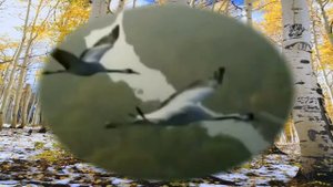 УЛЕТАЮТ МАМЫ исполняет ВИА Белый день