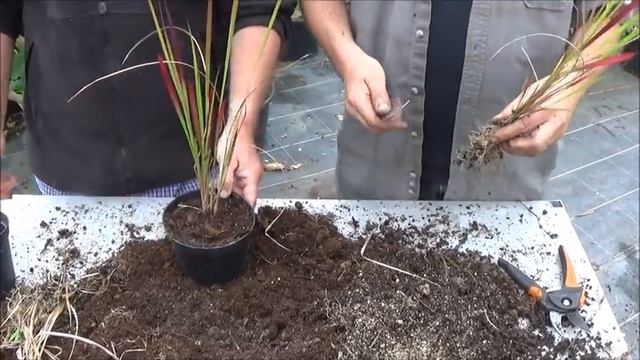 Jardinage :Culture et division: imperata cylindrica red baron: plante vivace смотреть онлайн