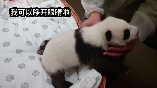 莫斯科動物園的熊貓幼崽睜眼啦 #panda смотреть онлайн