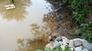 Позеленела в пруду вода избавляемся от зелени