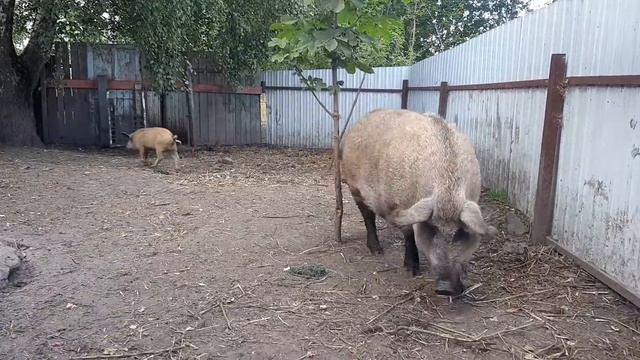 Венгерская мангалица мясо с характером
