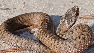 Криуша, озеро Великое