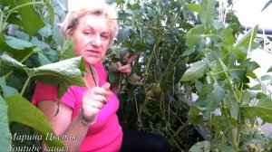 ФИТОФТОРА - СТРИЖКА - ЭТО ВАЖНО ! Фитофтороз на помидорах (томатах)