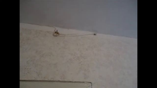 Как нужно убивать пауков! смотреть онлайн