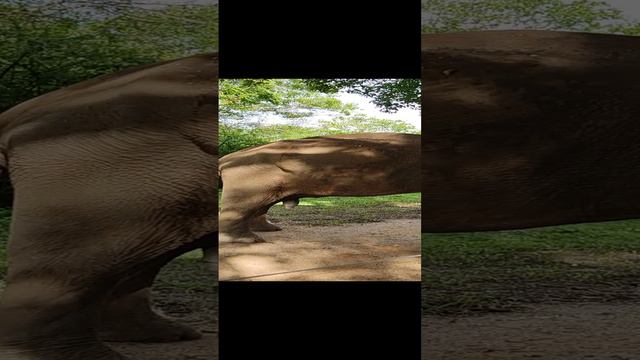 Шри-Ланка. Слон-мальчик, а не слониха. Как определить пол слона. Слон на экскурсии Элла. Тутси влог.
