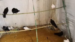 Бакинские бойные голуби. ОБРАБОТКА ГОЛУБЕЙ ОТ ПЕРОЕДА.