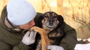 ДЖУДИ, 10 лет прожила в приюте.. Всё верила и ждала своего человека. А его всё нет и нет. А она ждёт