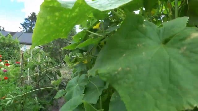 Секрет для Огурцов. Дайте в Августе Огурцам. Подкормка.