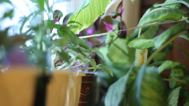 MC ZENITAR-1C (85mm F1,4) - 001 смотреть онлайн