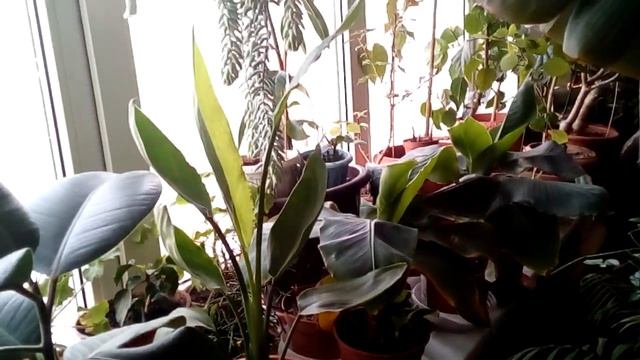 Моя стрелиция из Семян смотреть онлайн