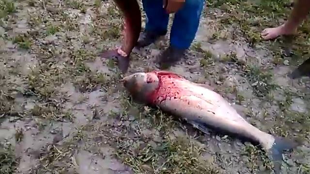 Рыбалка в Красном пахаре смотреть всем! смотреть онлайн