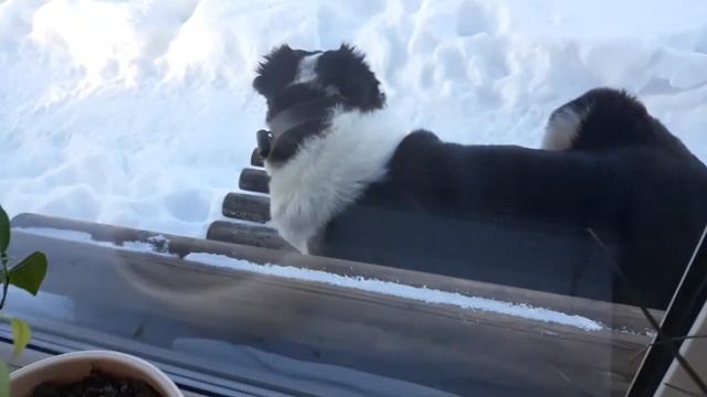 САО. АЛАБАИ/ВОЛКОДАВЫ. ВСТРЕЧА СУКИ СО СВОИМ ЩЕНКОМ СПУСТЯ ТРИ МЕСЯЦА!/УЗНАЕТ? смотреть онлайн