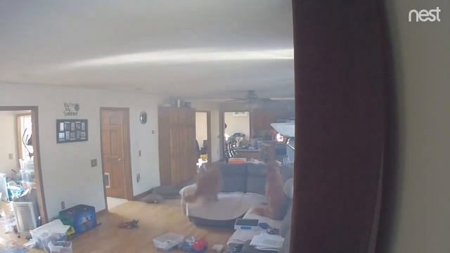 Ретриверы чуть не сожгли дом смотреть онлайн