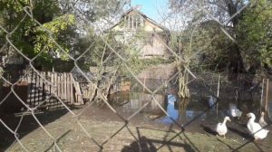 Достроили загон для гусей.Чикатило на очереди.Гусята на вольном выпасе.