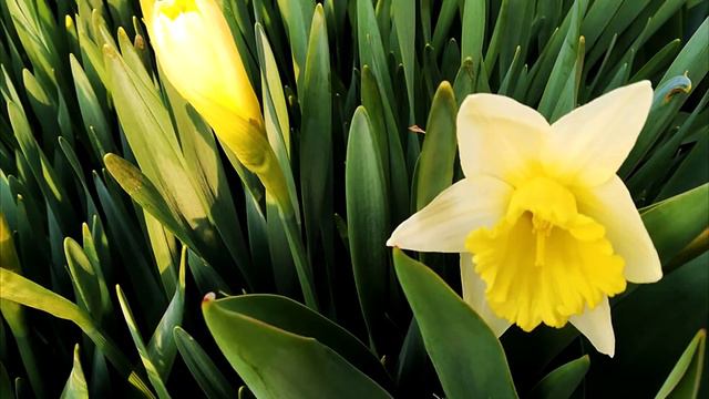 Весенние цветы смотреть онлайн