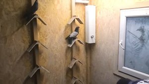 8(910)251-02-38 НОВОГОДНЯЯ РАСПРОДАЖА голубей