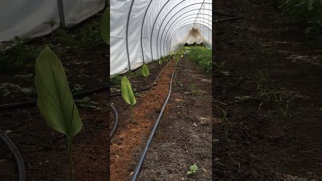 Orange Star Farm's turmeric tunnel with Libby Reed