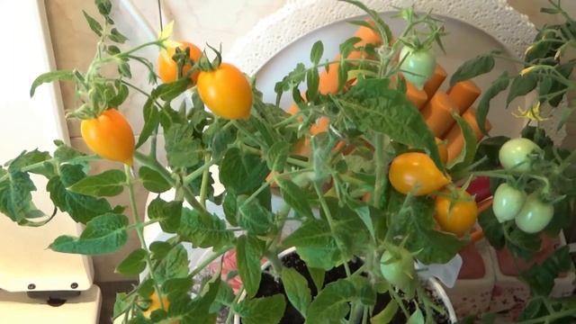 Комнатные томаты смотреть онлайн