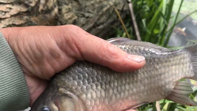 Девушка Валя ловит ... А бесстыжий карась .., смотреть онлайн